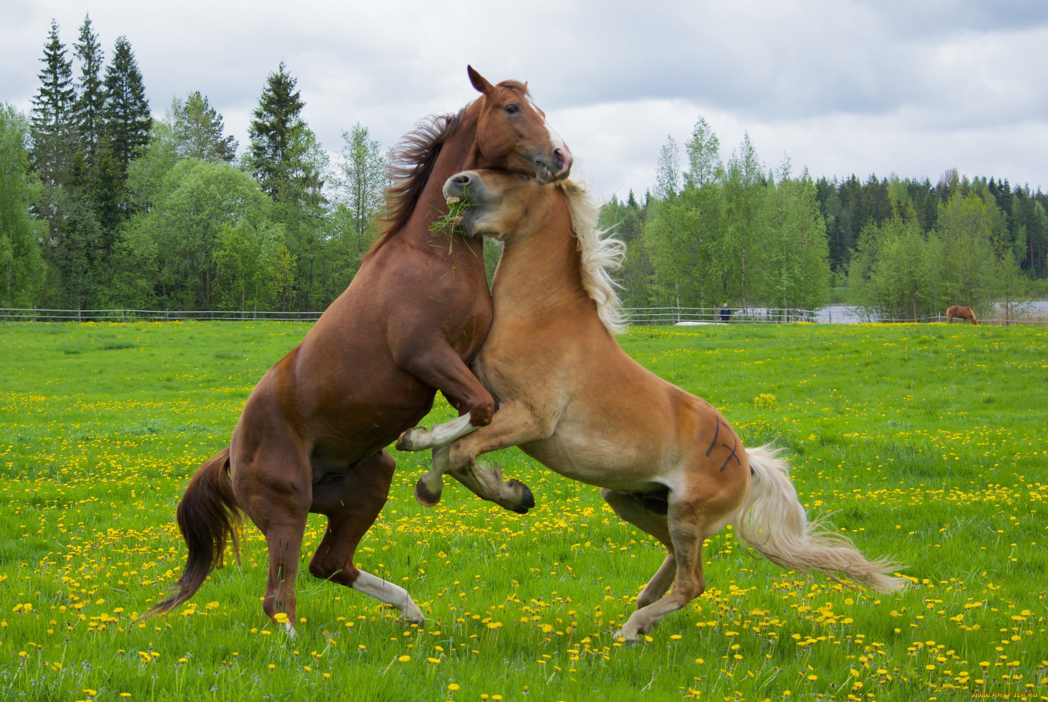 Spring horse. Лошади на лугу. Картинки на рабочий стол лошади. Пара лошадей.